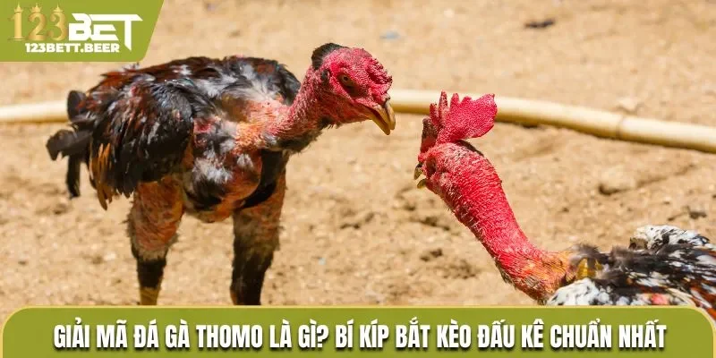 Đá gà Thomo
